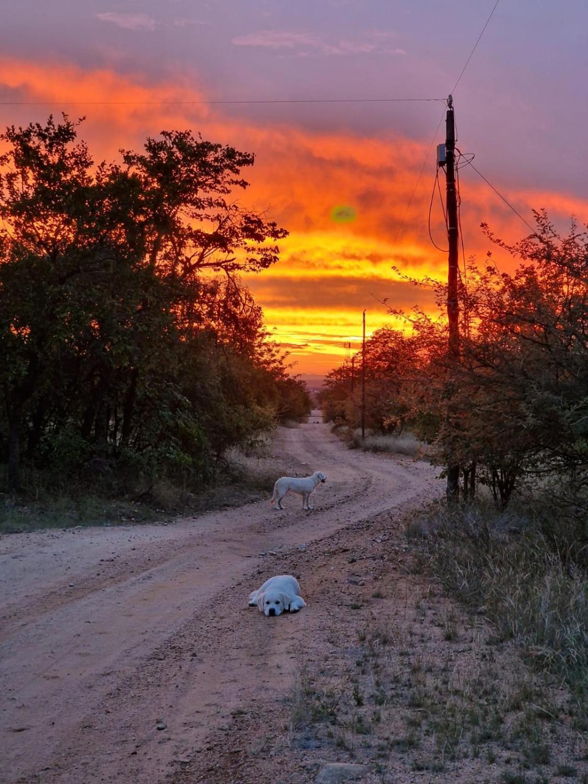 Masorini Bush Lodge & Safari Tents พาลาบอร์วา ภายนอก รูปภาพ